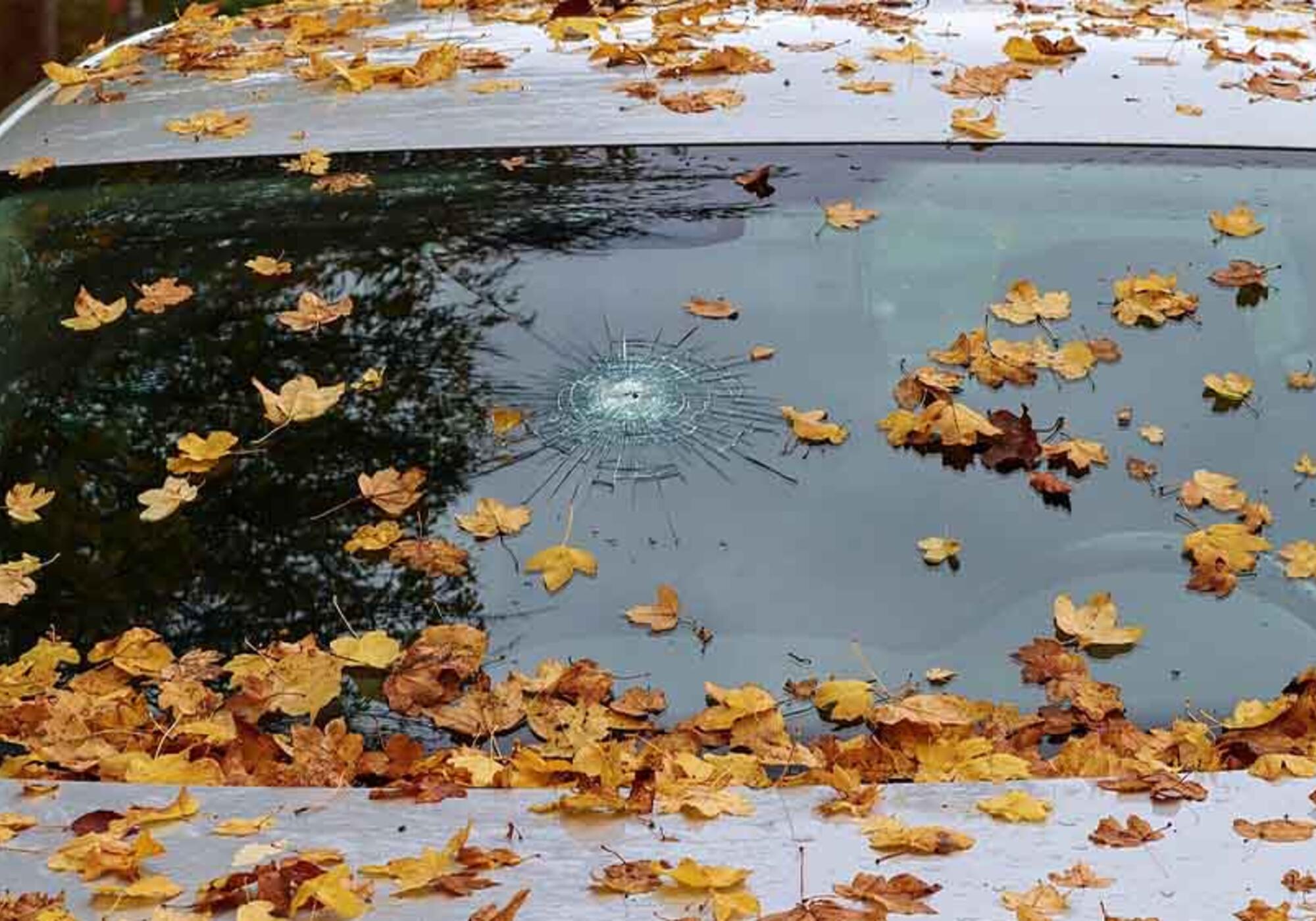 Windschutzscheiben Vignettenaktion