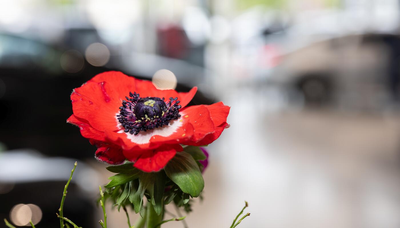 Bunte Aussicht am Merbag Frühlingsfest