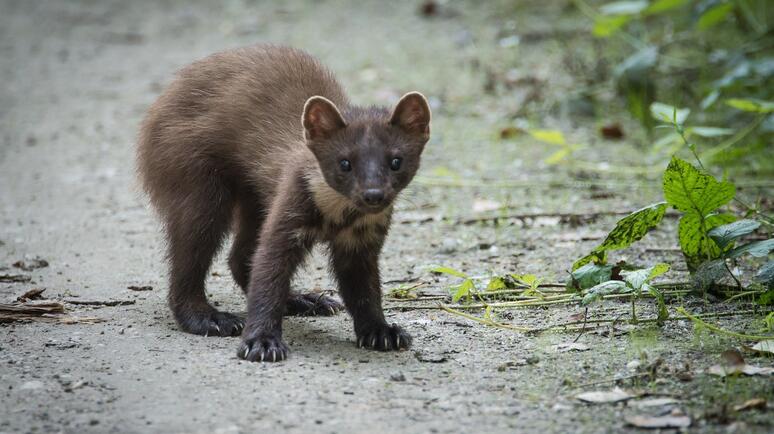 Tipps gegen Marder  beim Fahrzeug
