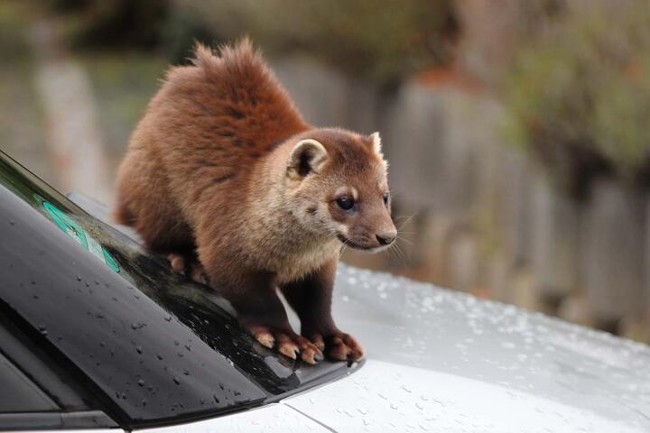 Marderschutz bei Merbag