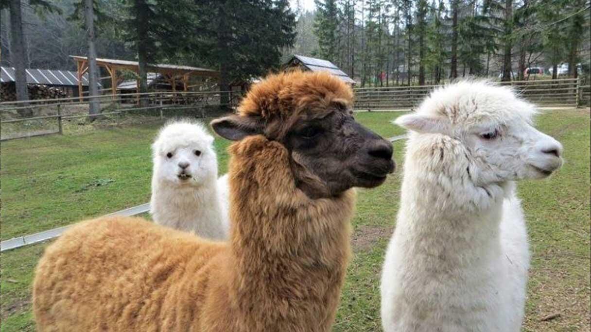 Mit Lamas durch den Wald wandern ist ein besonderes Erlebnis